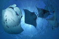 "Manta Madness" - lot's of Manta Rays around in Hanifaru Bay, it seems. 
